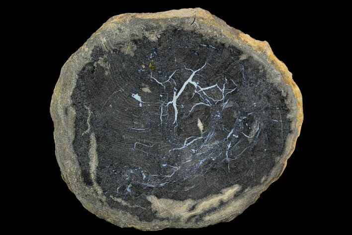 Polished Petrified Wood Slab - Sweethome, Oregon #128596